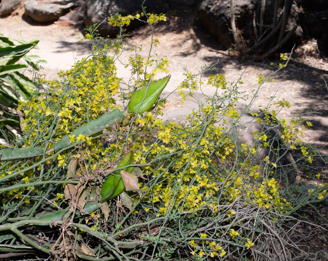 Image of Parkinsonia florida specimen.