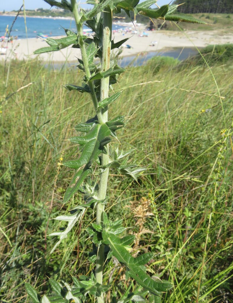 Изображение особи Cirsium bulgaricum.
