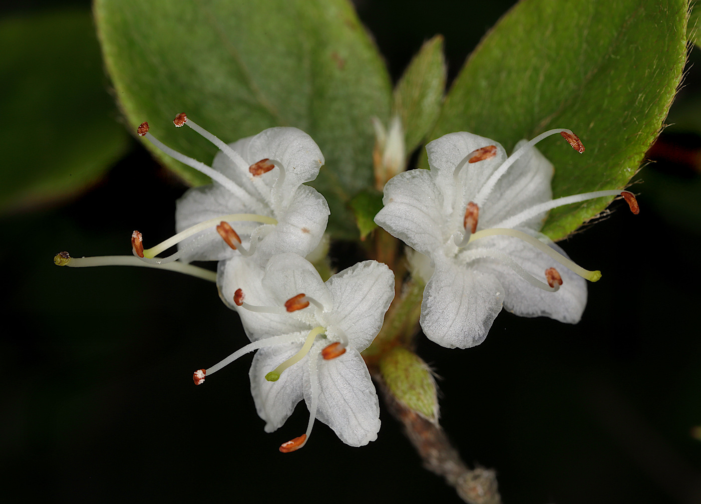 Изображение особи Rhododendron tschonoskii.