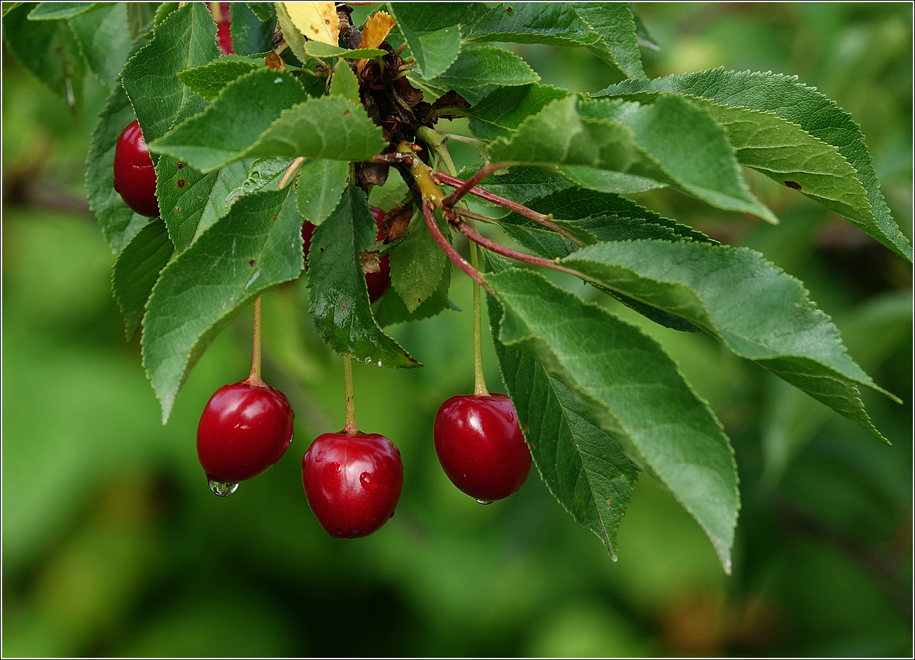 Изображение особи Cerasus vulgaris.