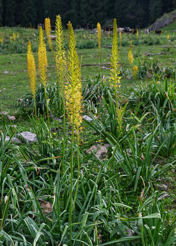 Изображение особи Eremurus fuscus.