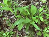 Bupleurum longiradiatum