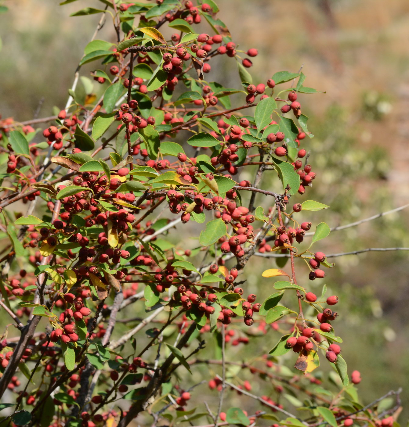 Изображение особи род Cotoneaster.