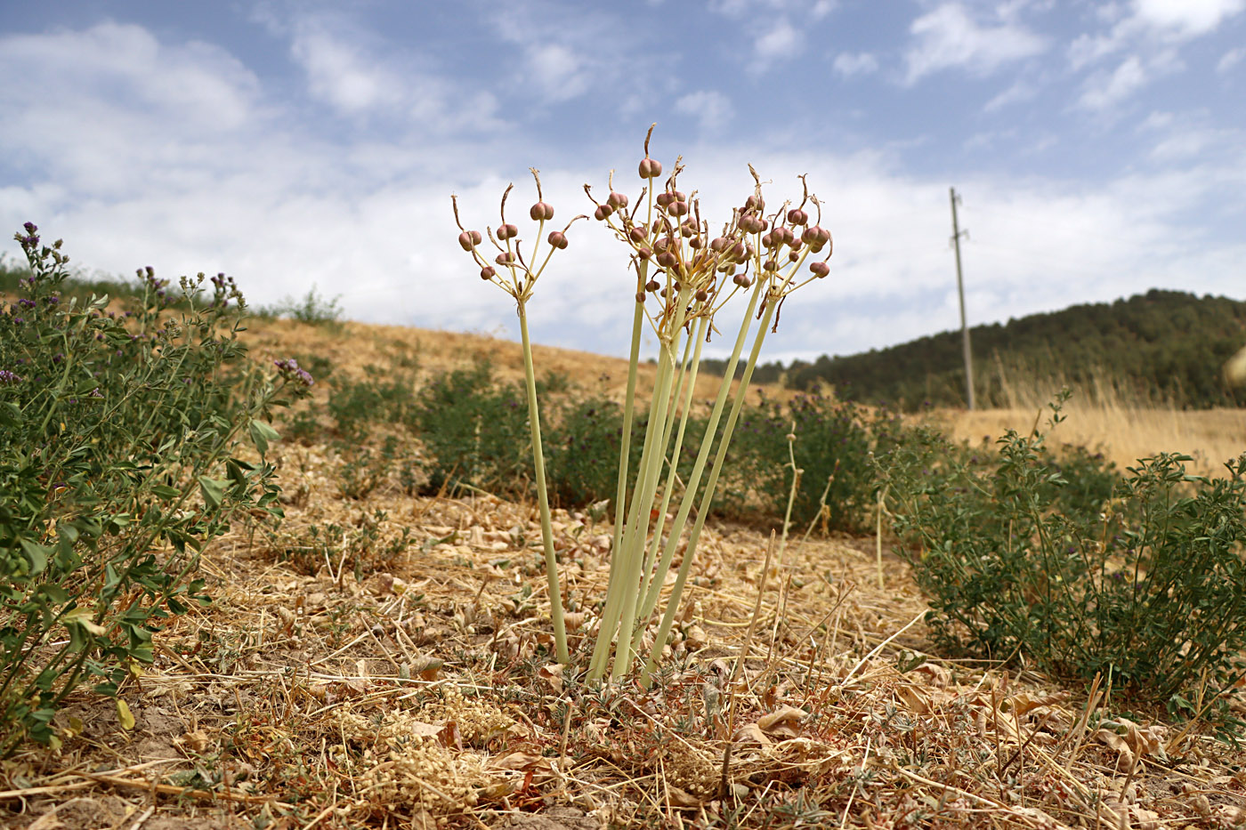 Image of Ungernia victoris specimen.