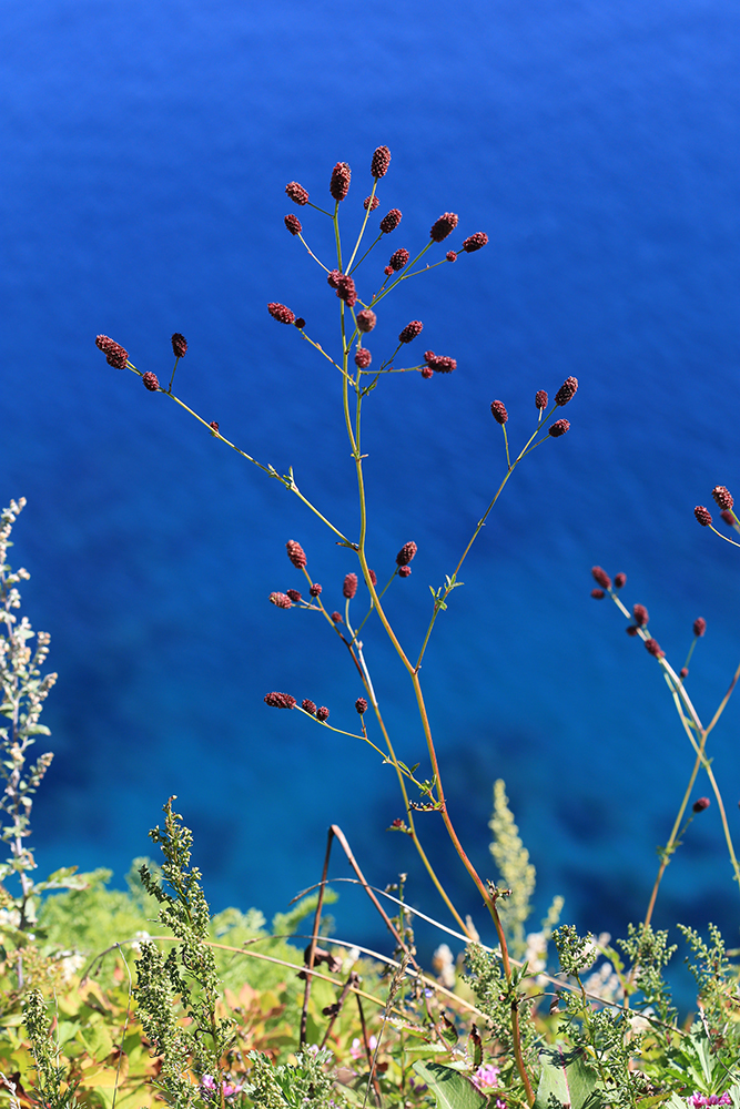 Image of Sanguisorba officinalis specimen.