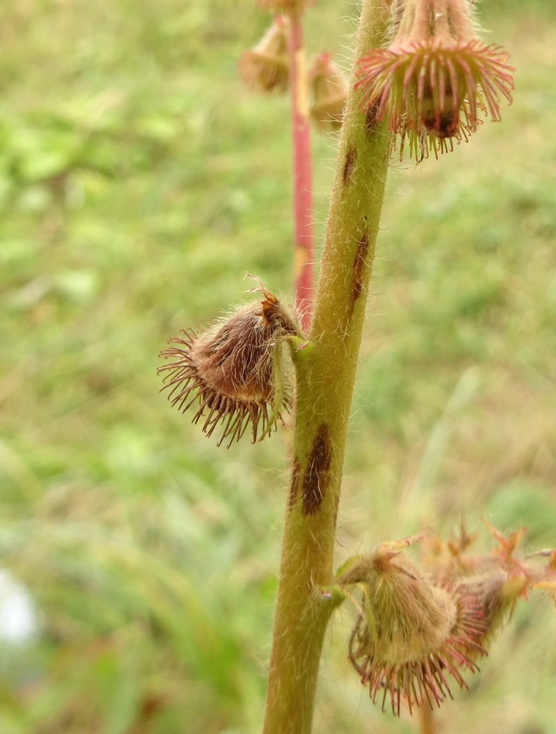 Image of Agrimonia eupatoria specimen.