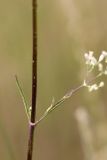Silene wolgensis. Средняя часть растения. Южный Казахстан, подгорная степь в 1.5 км восточнее пос. Амангельды. 07.07.2010.