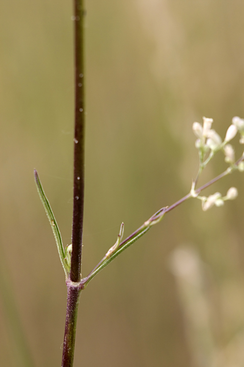 Image of Silene wolgensis specimen.