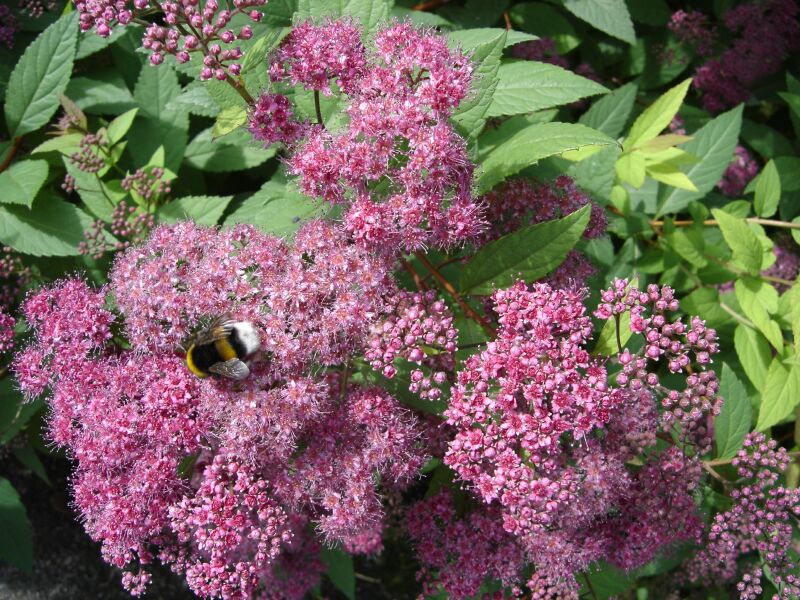 Image of Spiraea japonica specimen.