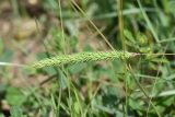 Phleum montanum