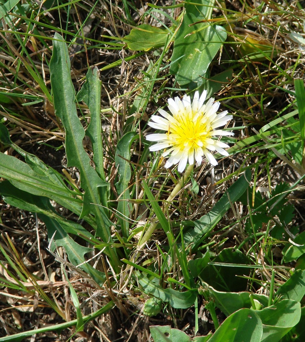 Изображение особи Taraxacum leucanthum.