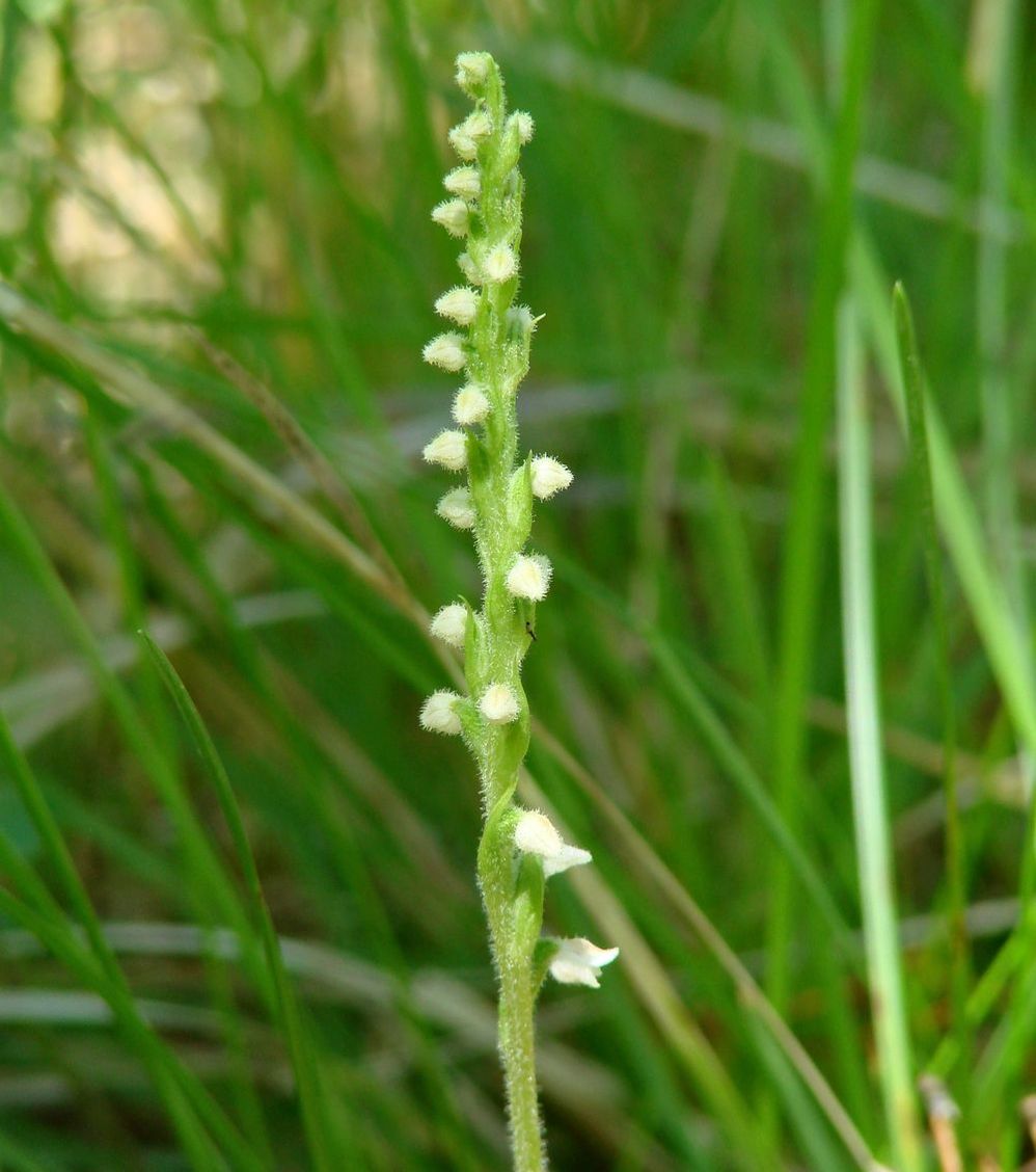 Изображение особи Goodyera repens.