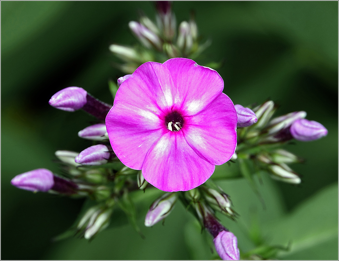 Image of Phlox paniculata specimen.