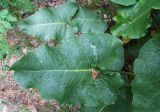 Rumex confertus