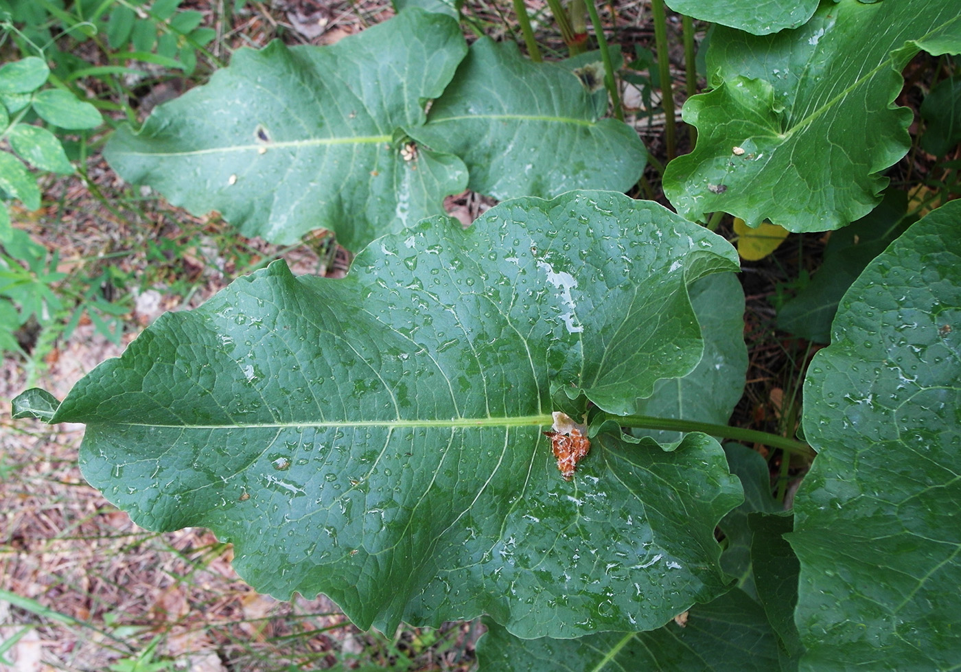 Image of Rumex confertus specimen.