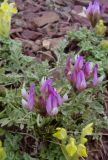 Astragalus petraeus