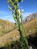 Delphinium biternatum. Часть соплодия с незрелыми плодами. Казахстан, Туркестанская обл., Сырдарья-Туркестанский государственный региональный природный парк, Боралдайский филиал, дол. ручья Шымбулак (левый приток р. Боралдай), ≈ 1250 м н.у.м., сухой каменистый склон. 07.07.2019.