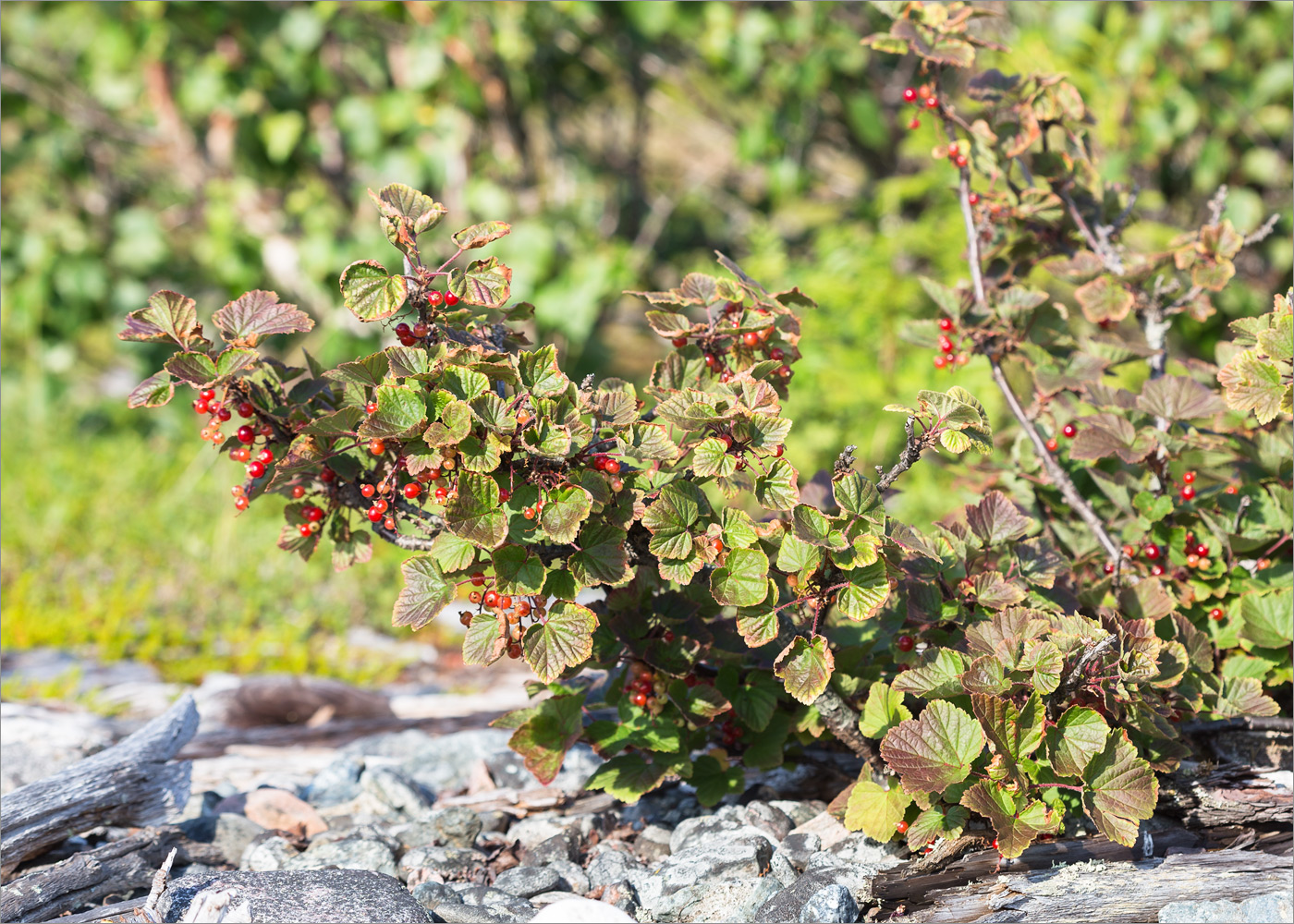 Image of Ribes glabrum specimen.