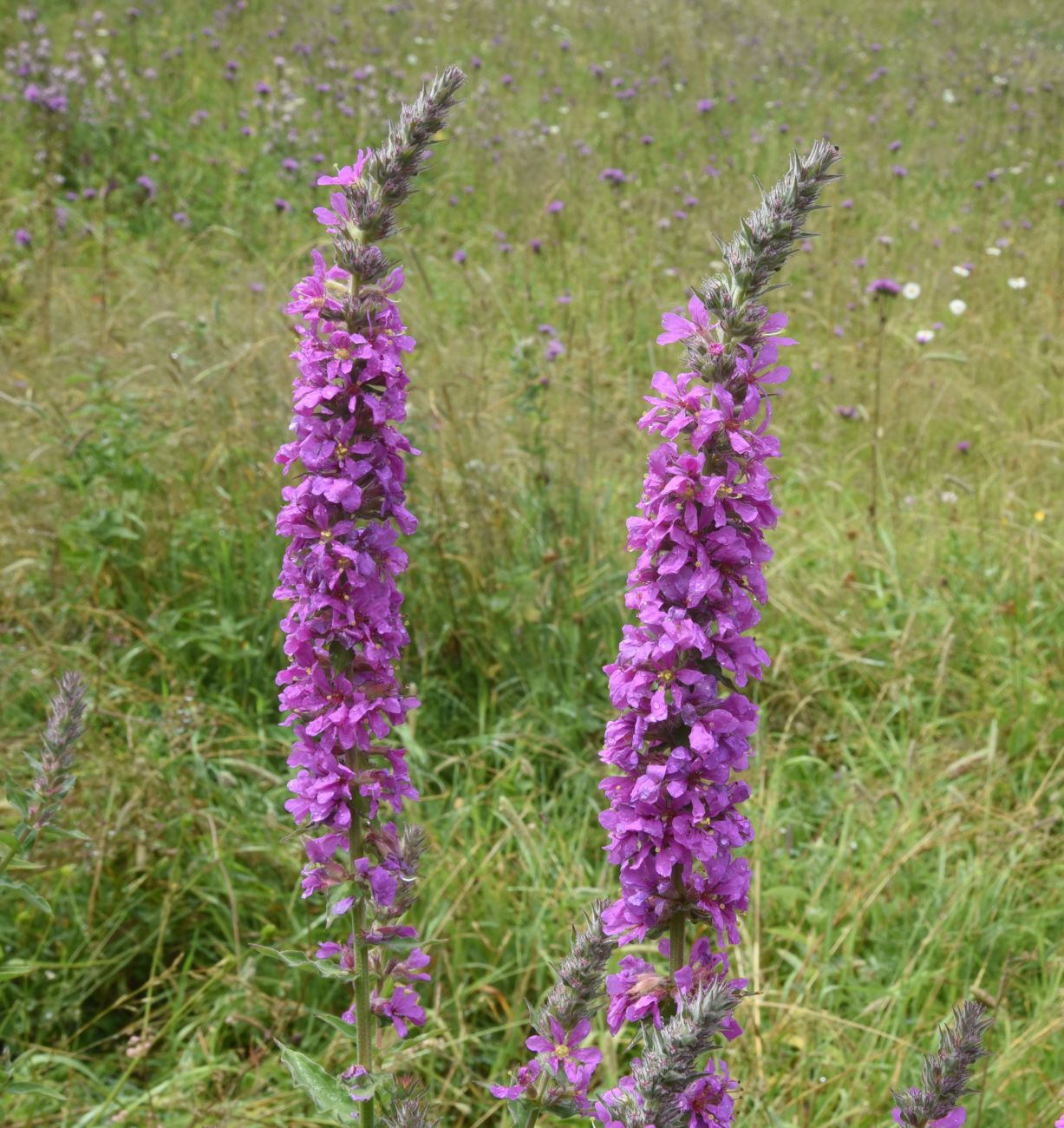 Изображение особи Lythrum salicaria.