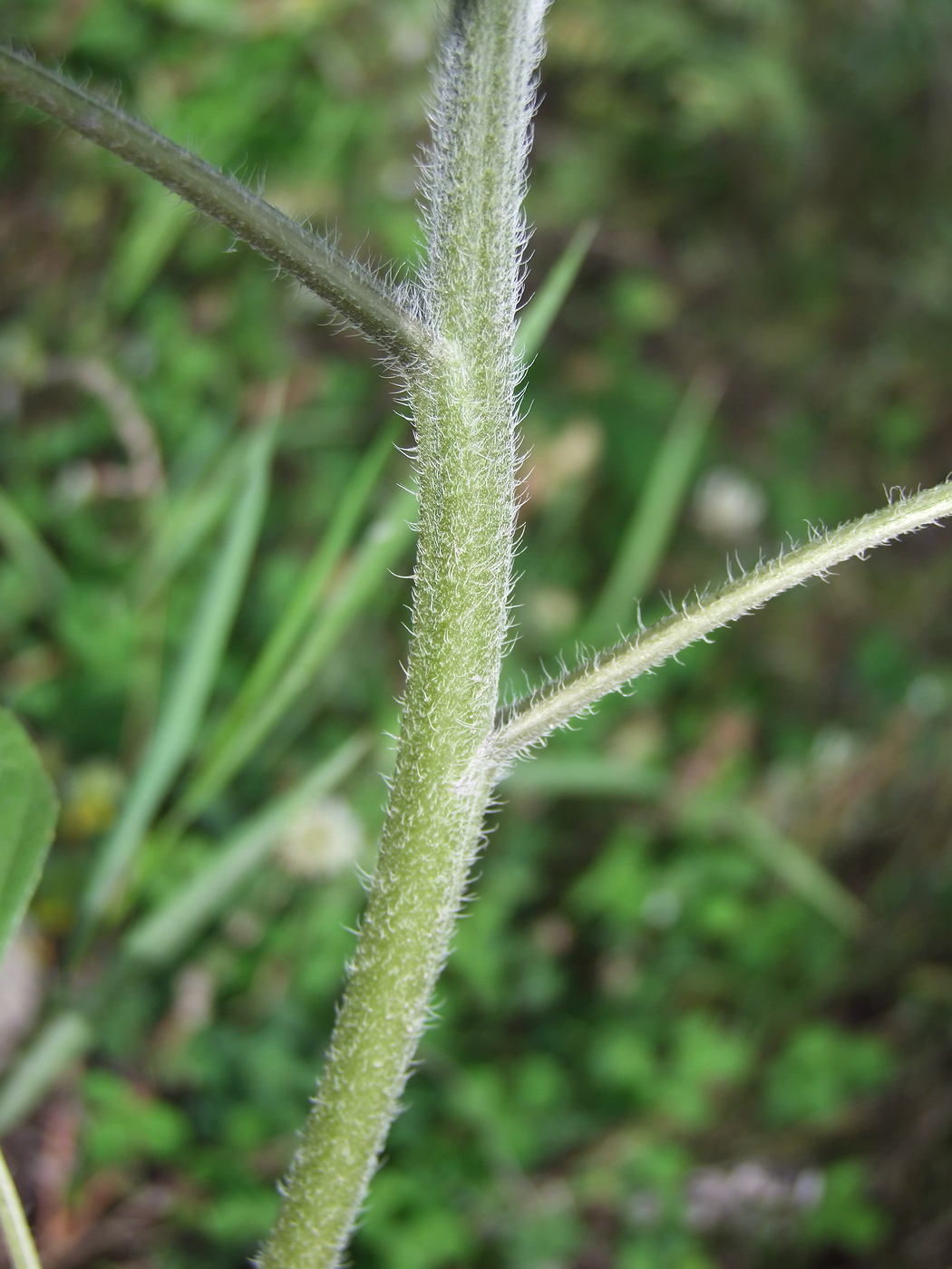 Image of Helianthus annuus specimen.