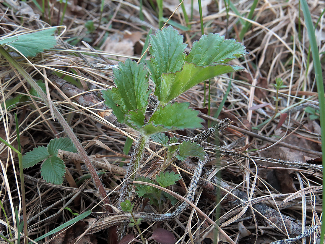 Изображение особи Heracleum sibiricum.