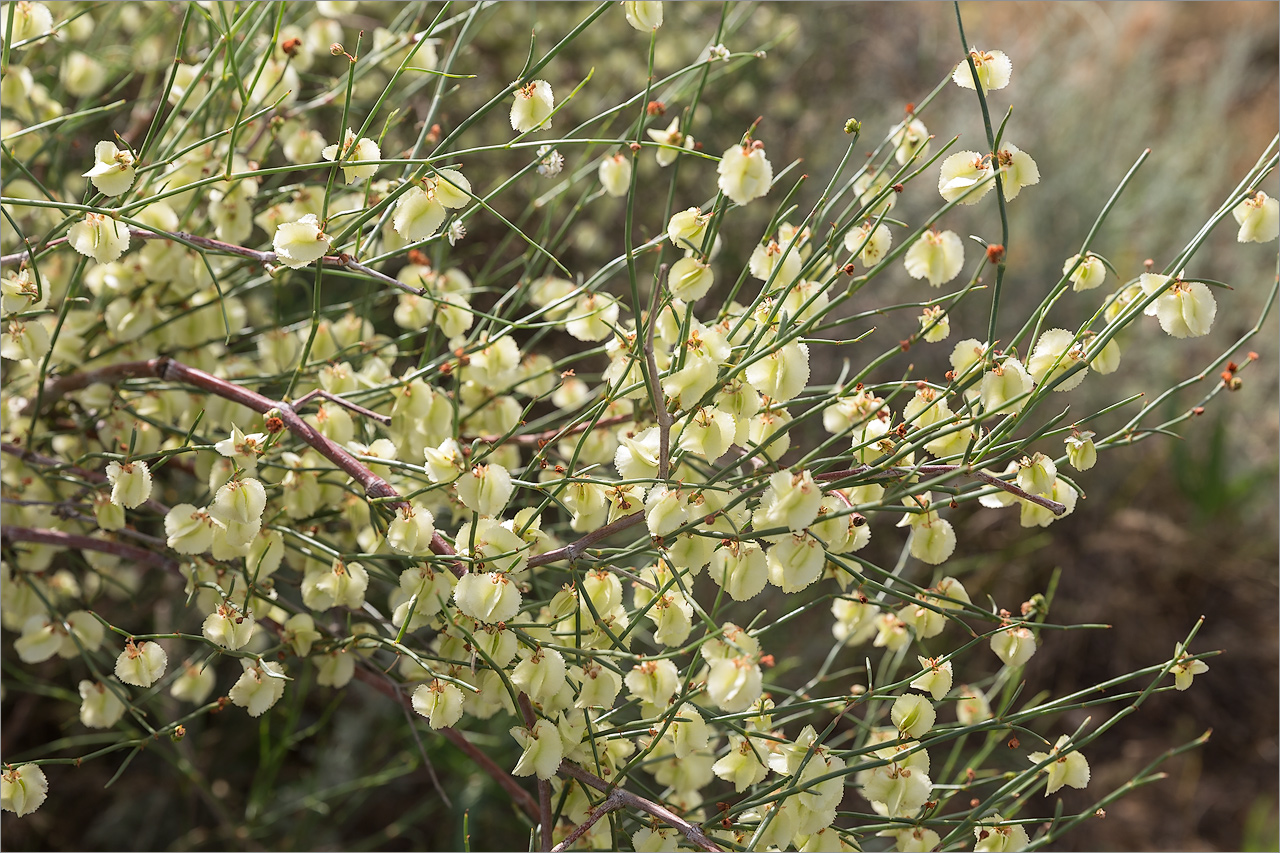 Изображение особи Calligonum aphyllum.