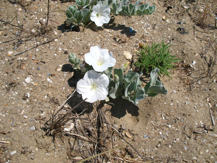 Изображение особи Convolvulus persicus.