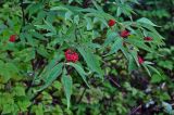 Sambucus sibirica. Верхушки ветвей с соплодиями. Хабаровский край, Амурские Столбы, смешанный лес. 22.07.2012.