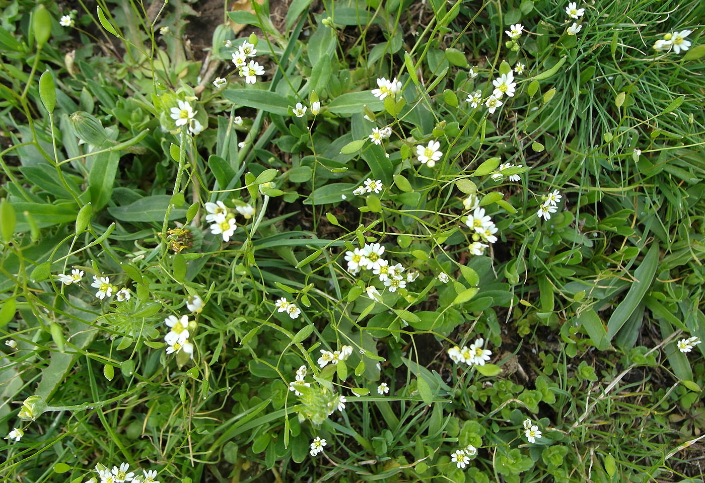 Image of Erophila verna specimen.