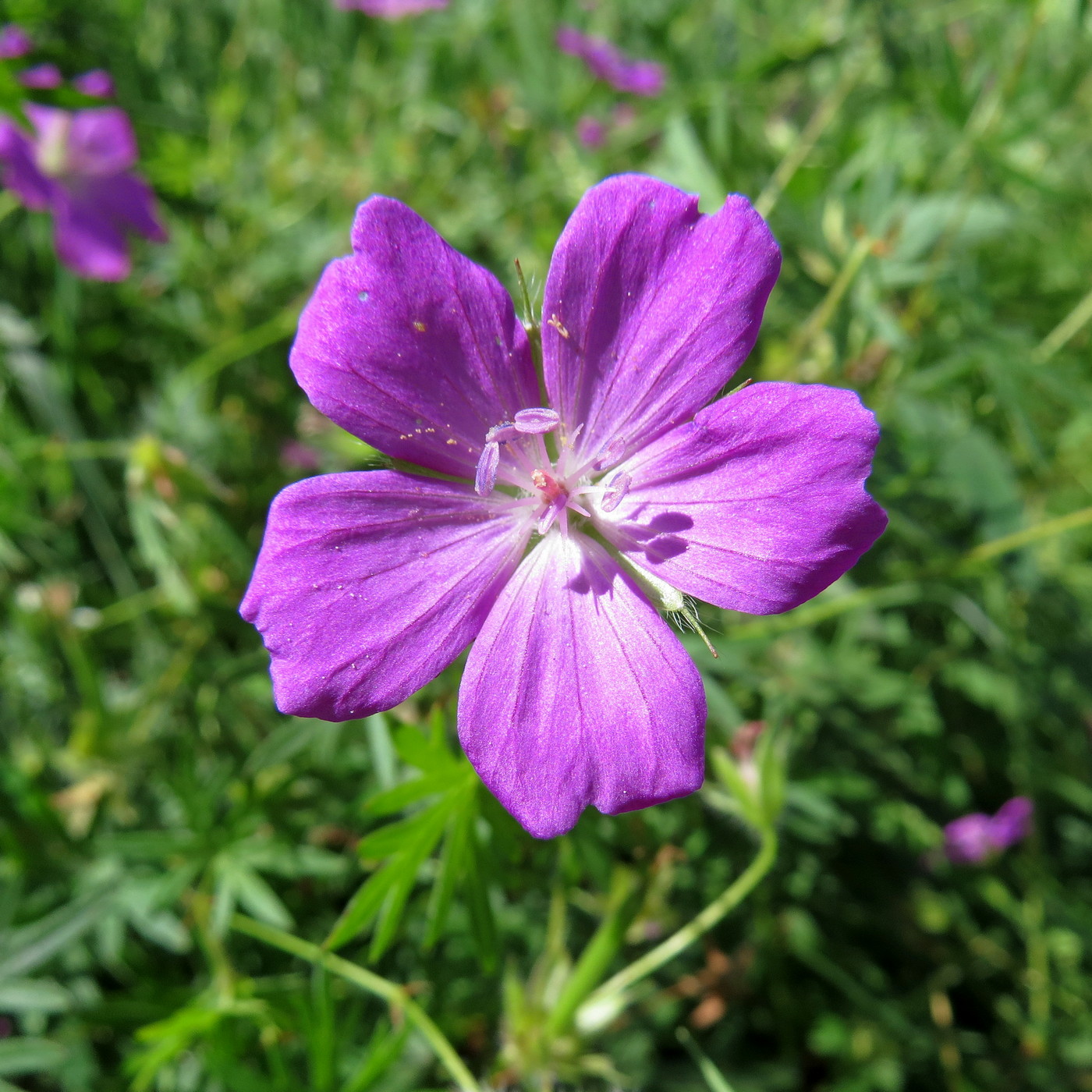 Image of Geranium sanguineum specimen.