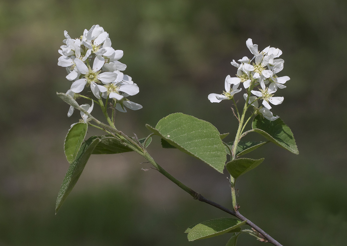 Image of Amelanchier spicata specimen.