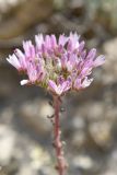 Pseudosedum longidentatum