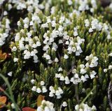 Cassiope ericoides