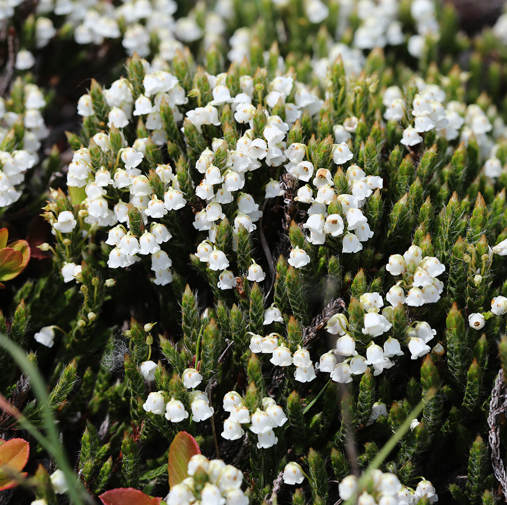 Изображение особи Cassiope ericoides.