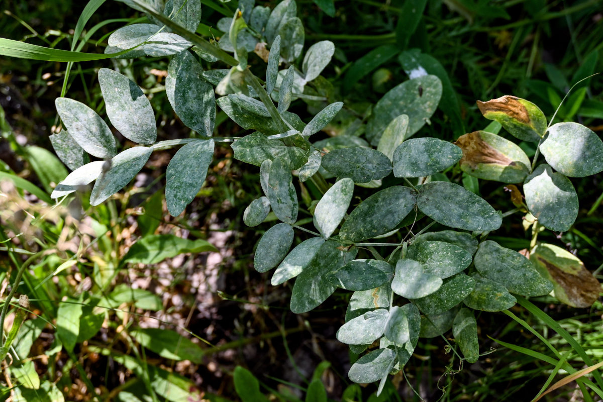 Изображение особи Lathyrus pisiformis.