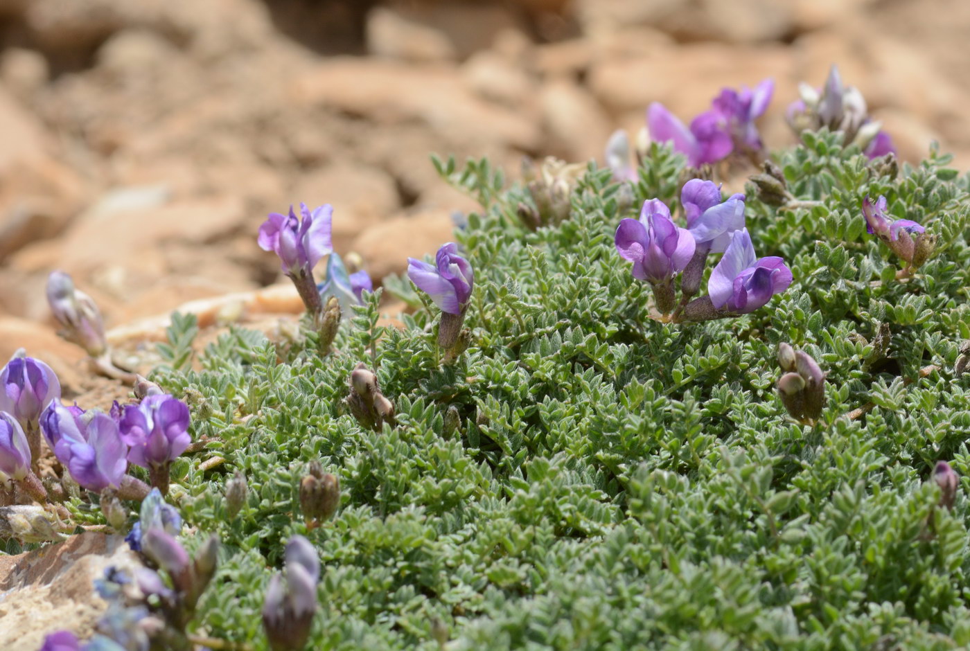 Изображение особи Oxytropis platysema.