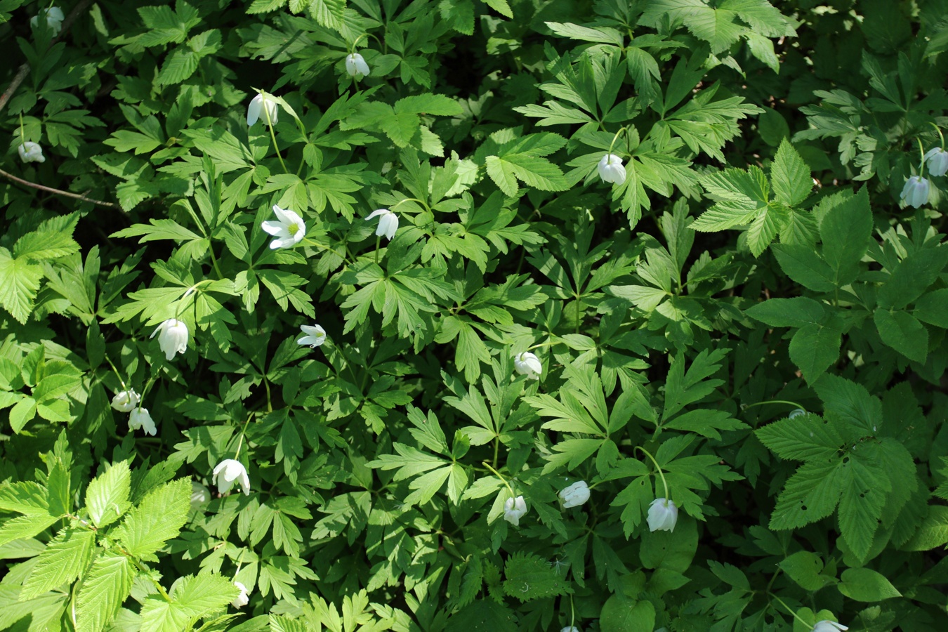 Изображение особи Anemone nemorosa.