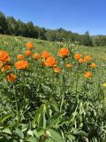 Trollius altaicus