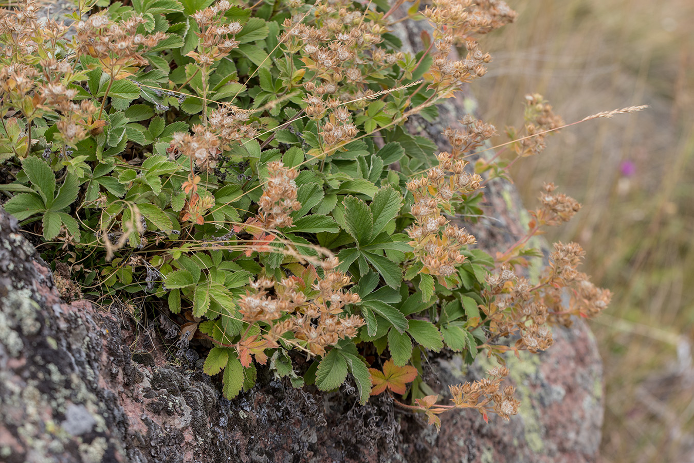 Image of Potentilla brachypetala specimen.