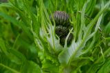 genus Cirsium