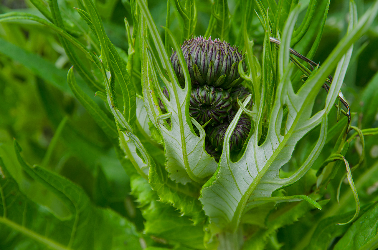 Изображение особи род Cirsium.