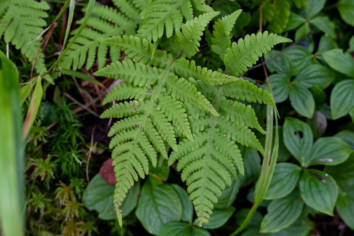 Изображение особи Phegopteris connectilis.