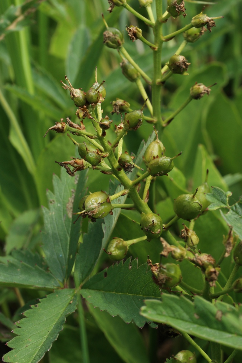 Image of Menyanthes trifoliata specimen.