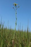 Crepis biennis. Цветущее растение. Беларусь, Витебская обл., южн. окр. пос. Езерище, выкашиваемый суходольный луг. 19.06.2023.