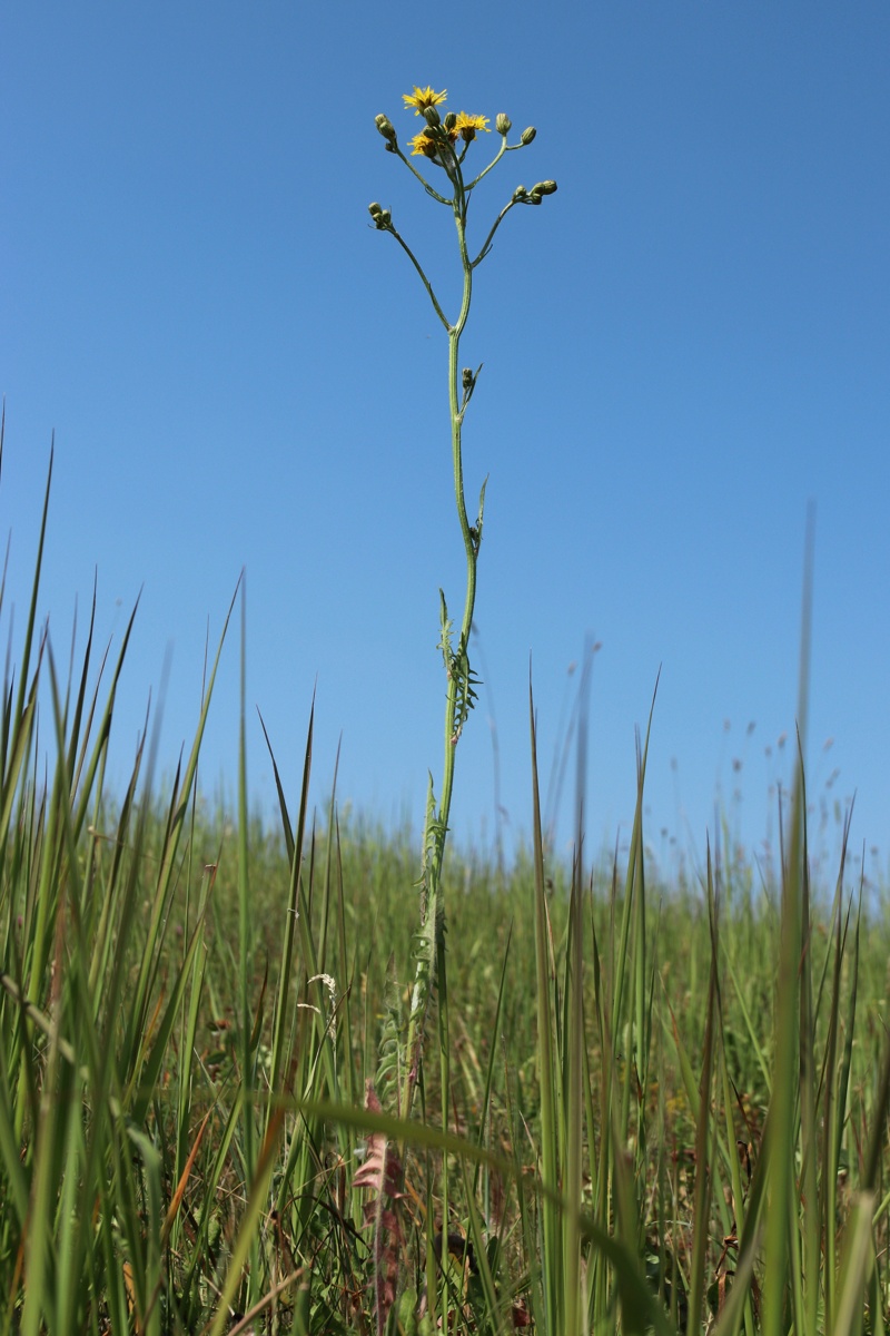 Image of Crepis biennis specimen.