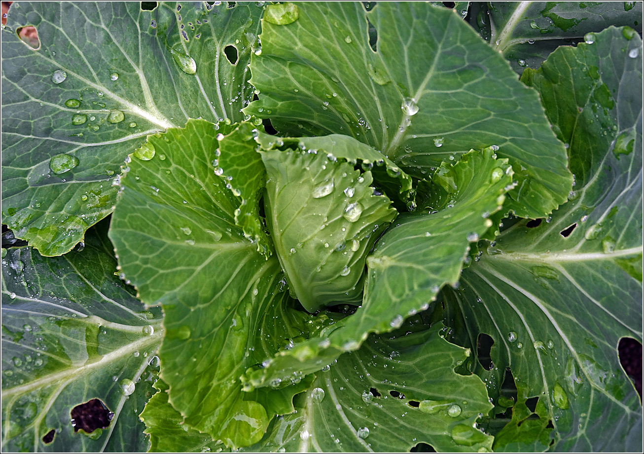 Изображение особи Brassica oleracea var. capitata.