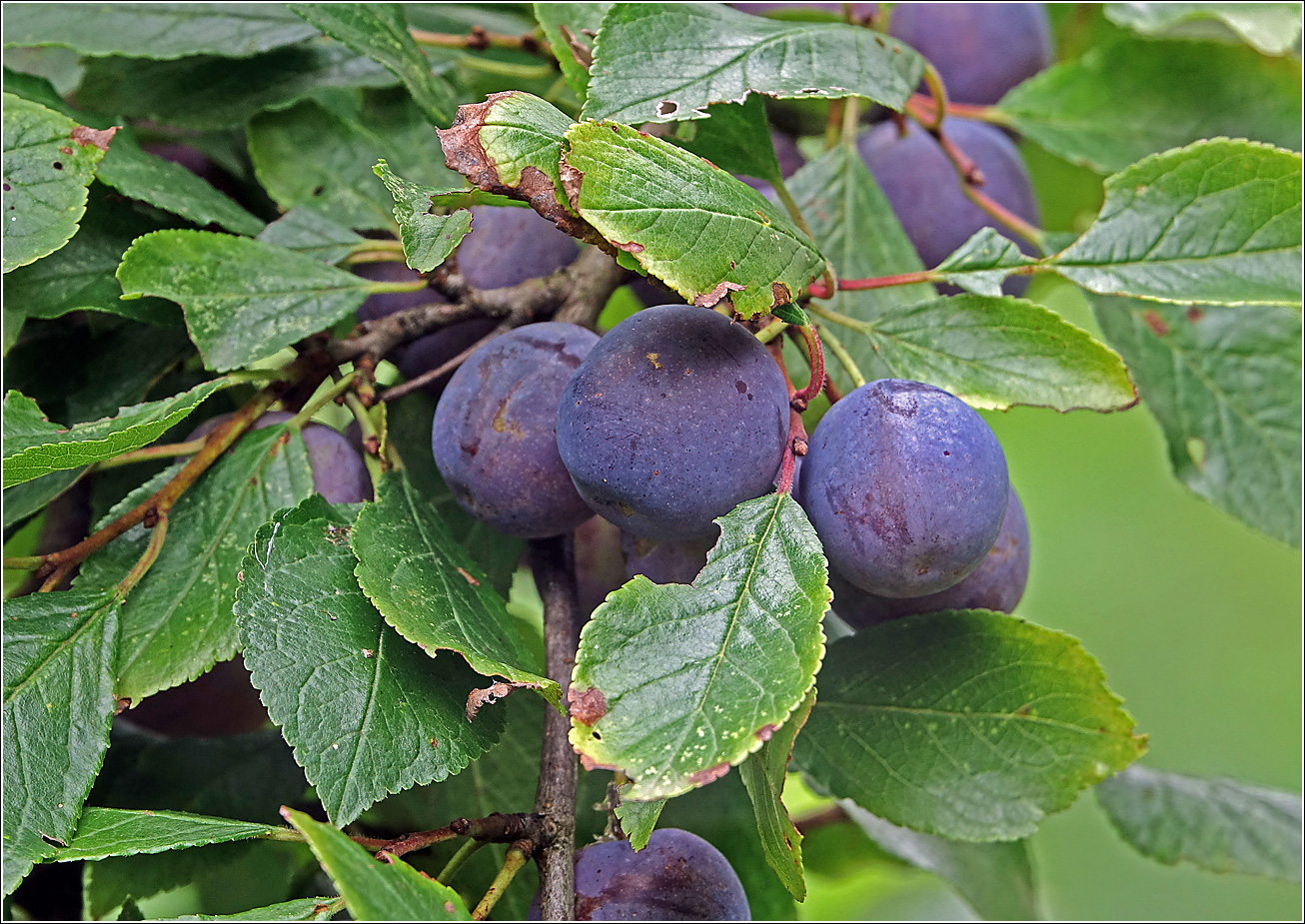 Image of Prunus spinosa specimen.