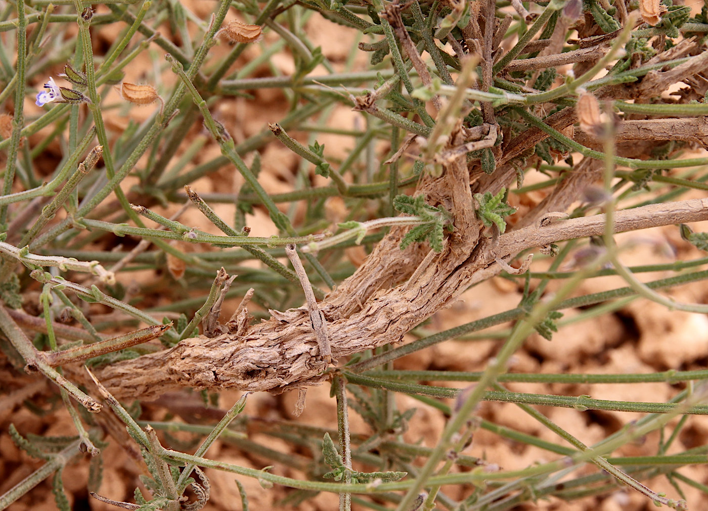 Image of Salvia aegyptiaca specimen.