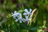 Saponaria officinalis. Соцветие. Оренбургская обл., Кувандыкский гор. округ, заповедник \"Шайтан-Тау\", долина р. Сакмара, опушка смешанного леса. 05.07.2023.