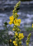 Verbascum phlomoides. Верхушка соцветия с цветками, бутонами и кормящимся жуком. Северная Осетия, Алагирский р-н, окр. пос. Верхний Фиагдон, каменистый берег реки. 23.07.2022.